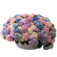 Flower baskets